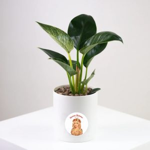 Philendron Vase